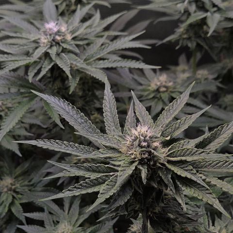 Black Cherry Gushers #4 growlog timeline photo