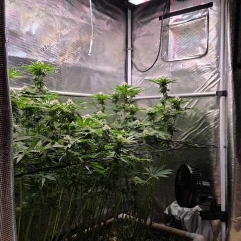 Black Cherry Gushers #4 growlog timeline photo