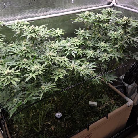 Black Cherry Gushers #4 growlog timeline photo