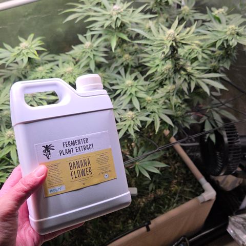 Black Cherry Gushers #4 growlog timeline photo