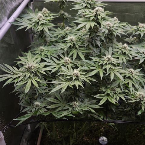Black Cherry Gushers #2 growlog timeline photo