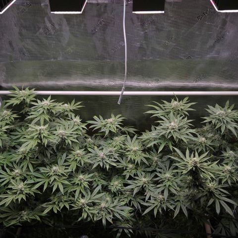 Black Cherry Gushers #4 growlog timeline photo
