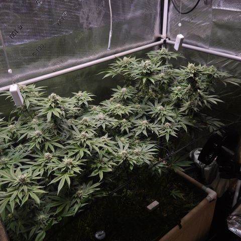 Black Cherry Gushers #4 growlog timeline photo