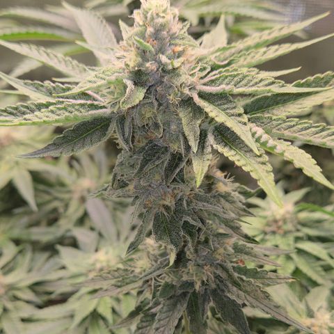 Black Cherry Gushers #3 growlog timeline photo
