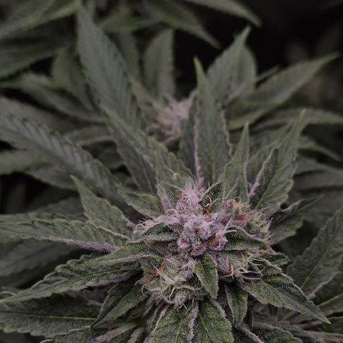 Black Cherry Gushers #3 growlog timeline photo
