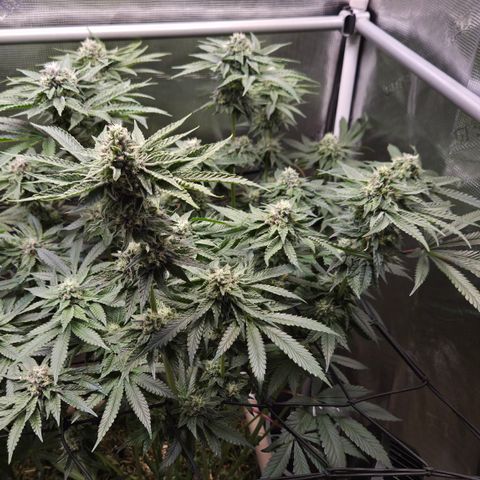 Black Cherry Gushers #3 growlog timeline photo