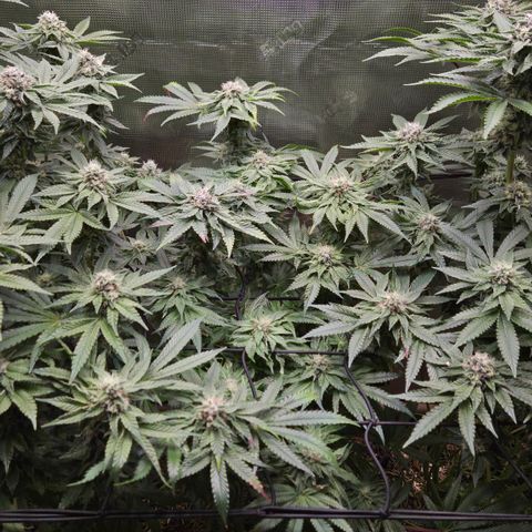 Black Cherry Gushers #4 growlog timeline photo