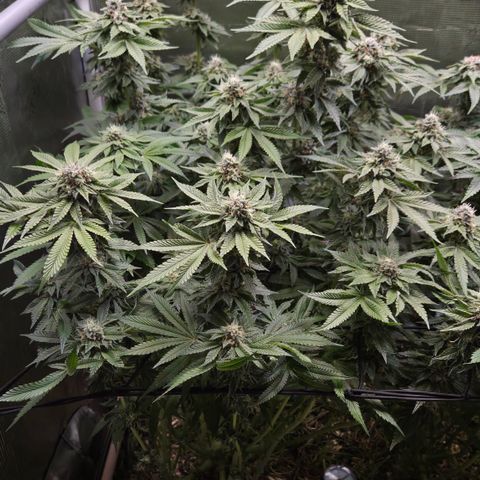 Black Cherry Gushers #2 growlog timeline photo