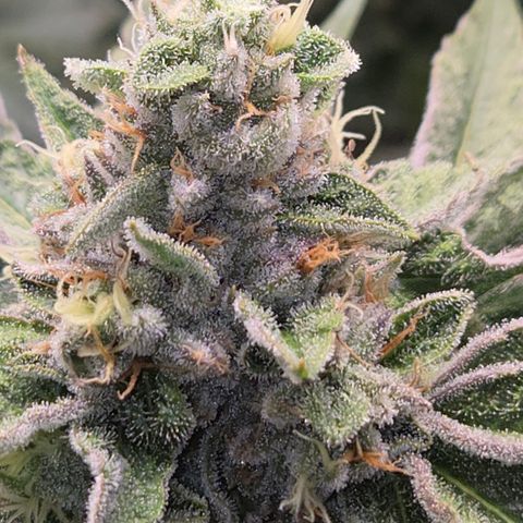 Black Cherry Gushers #3 growlog timeline photo