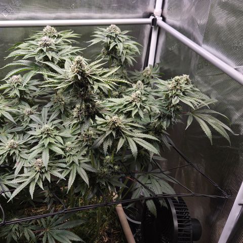 Black Cherry Gushers #3 growlog timeline photo