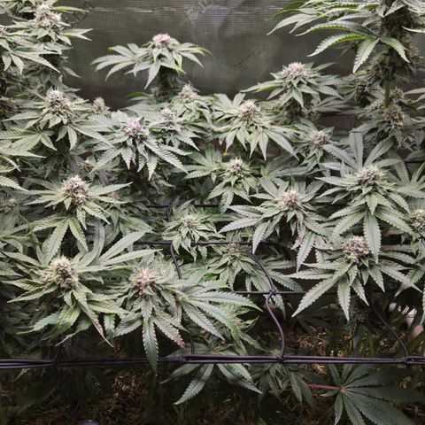 Black Cherry Gushers #4 growlog timeline photo