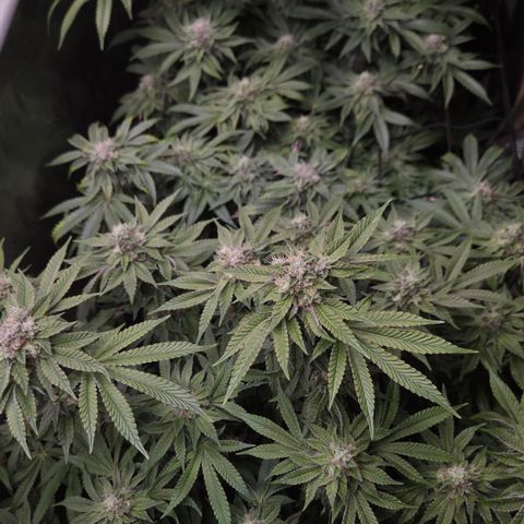 Black Cherry Gushers #4 growlog timeline photo