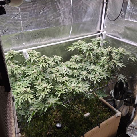 Black Cherry Gushers #4 growlog timeline photo