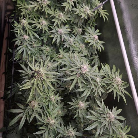 Black Cherry Gushers #4 growlog timeline photo