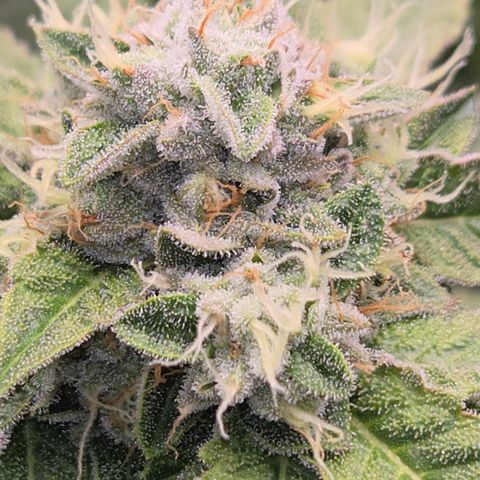 Black Cherry Gushers #2 growlog timeline photo