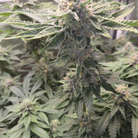Black Cherry Gushers #3 growlog timeline photo