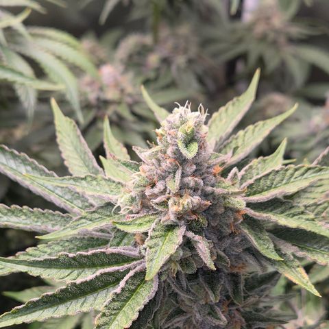 Black Cherry Gushers #3 growlog timeline photo