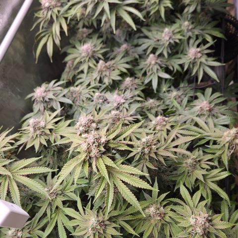 Black Cherry Gushers #4 growlog timeline photo