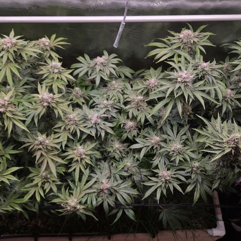Black Cherry Gushers #4 growlog timeline photo