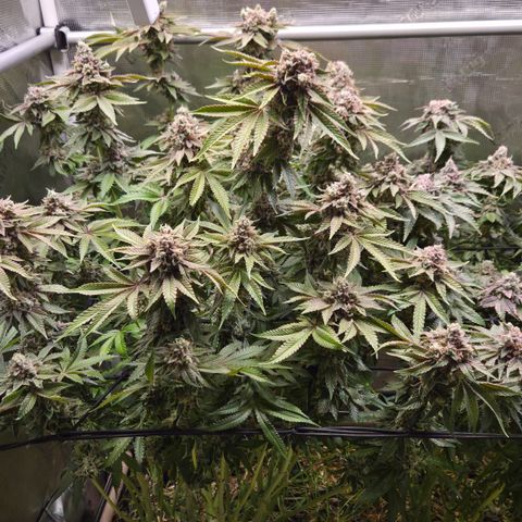 Black Cherry Gushers #2 growlog timeline photo