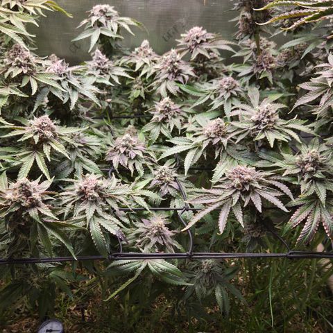 Black Cherry Gushers #4 growlog timeline photo