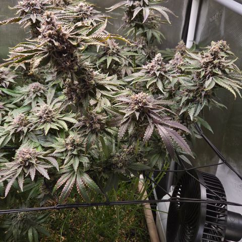 Black Cherry Gushers #3 growlog timeline photo