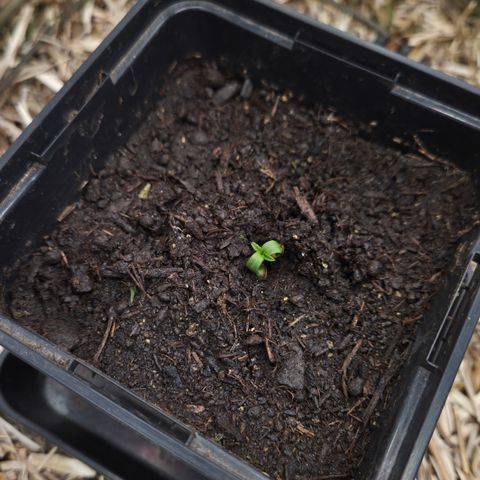 Strawberry Lemonade growlog timeline photo
