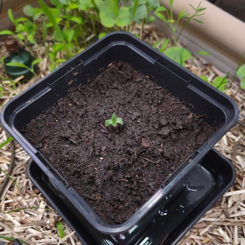 Limoncello growlog timeline photo