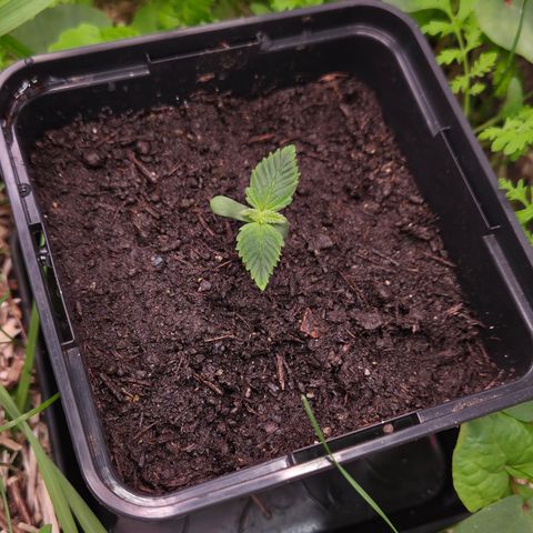 Limoncello growlog timeline photo