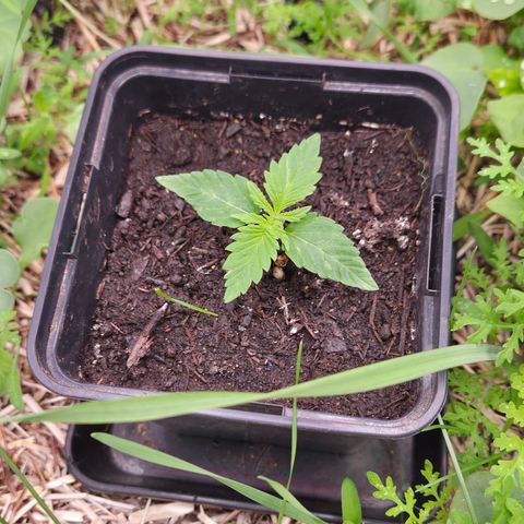 Strawberry Lemonade growlog timeline photo
