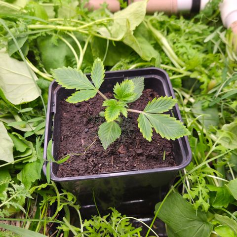 Limoncello growlog timeline photo