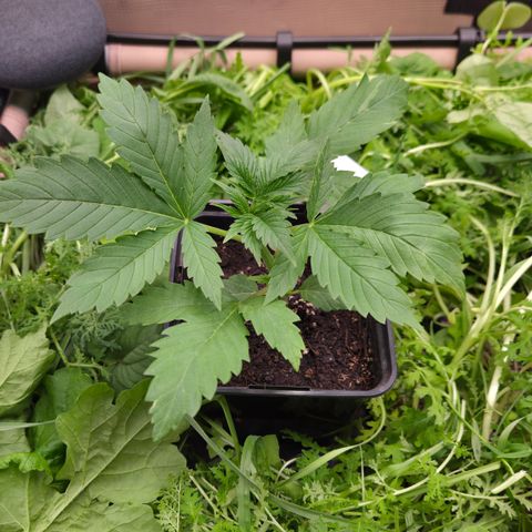 Strawberry Lemonade growlog timeline photo