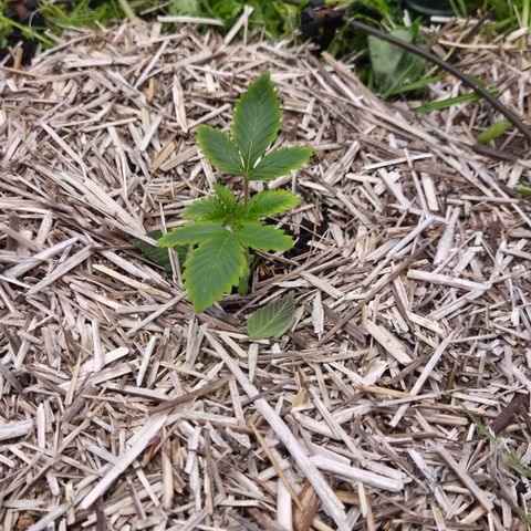 Limoncello growlog timeline photo