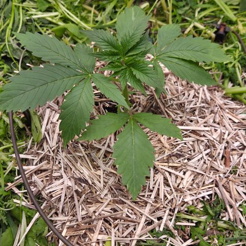 Strawberry Lemonade growlog timeline photo