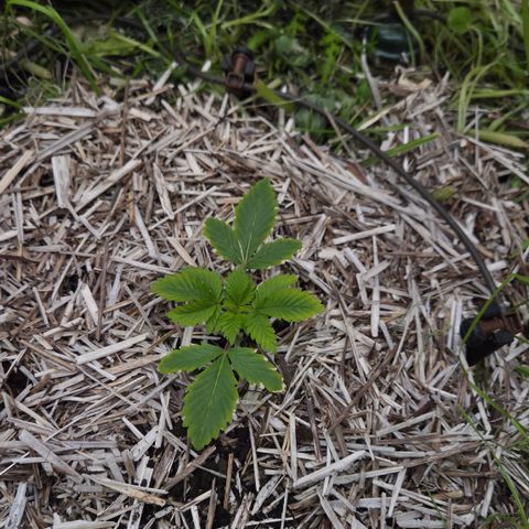 Limoncello growlog timeline photo