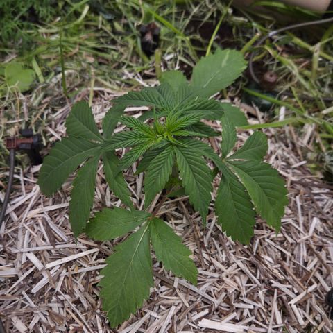 Strawberry Lemonade growlog timeline photo