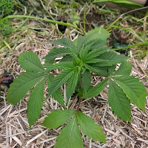 Strawberry Lemonade growlog timeline photo
