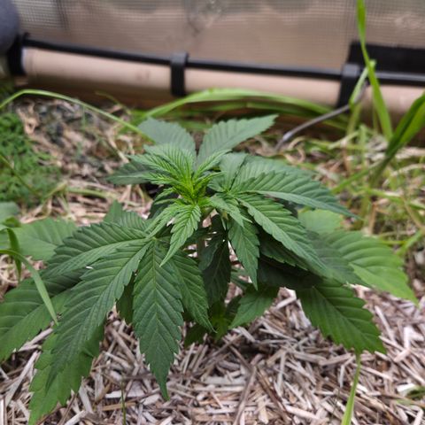 Strawberry Lemonade growlog timeline photo
