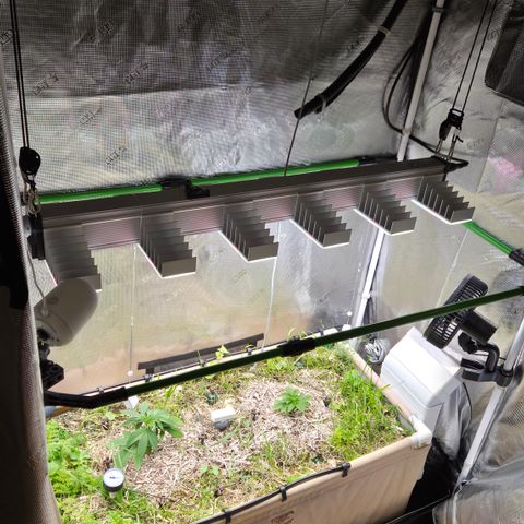Strawberry Lemonade growlog timeline photo