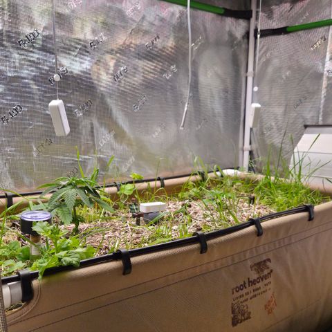 Strawberry Lemonade growlog timeline photo