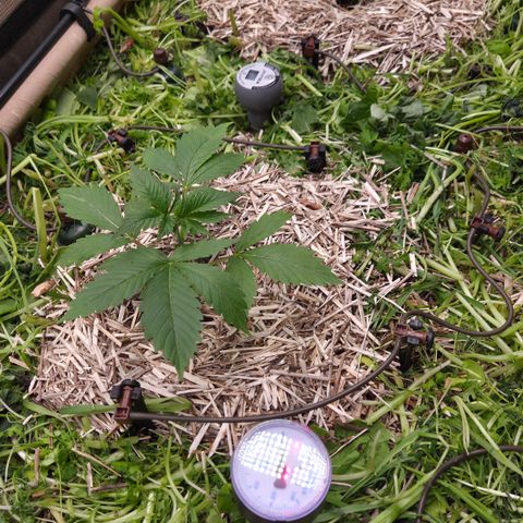 Strawberry Lemonade growlog timeline photo