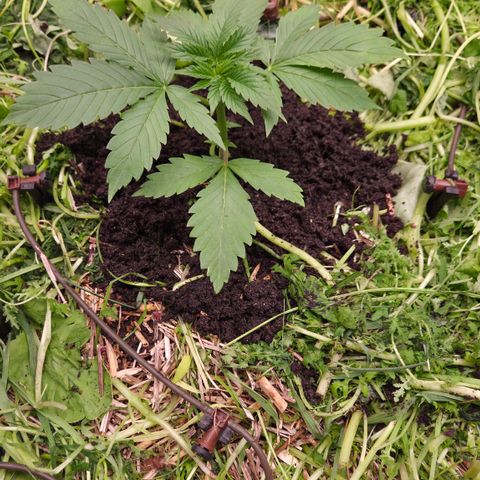 Strawberry Lemonade growlog timeline photo