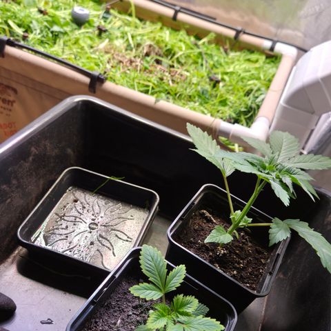 Strawberry Lemonade growlog timeline photo