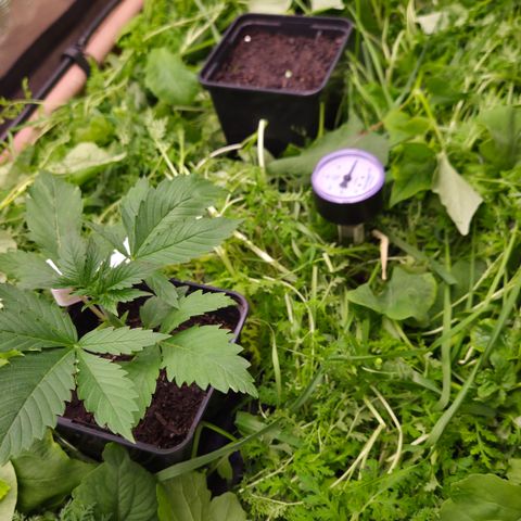 Strawberry Lemonade growlog timeline photo