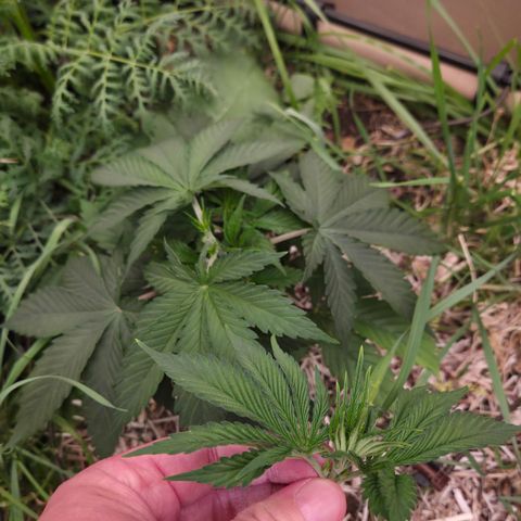 Strawberry Lemonade growlog timeline photo