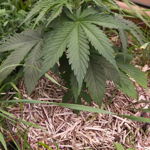 Strawberry Lemonade growlog timeline photo