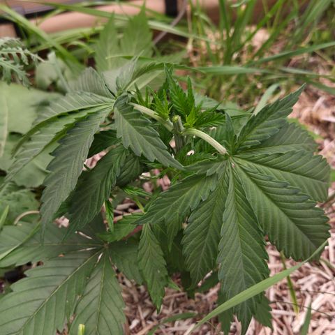 Strawberry Lemonade growlog timeline photo