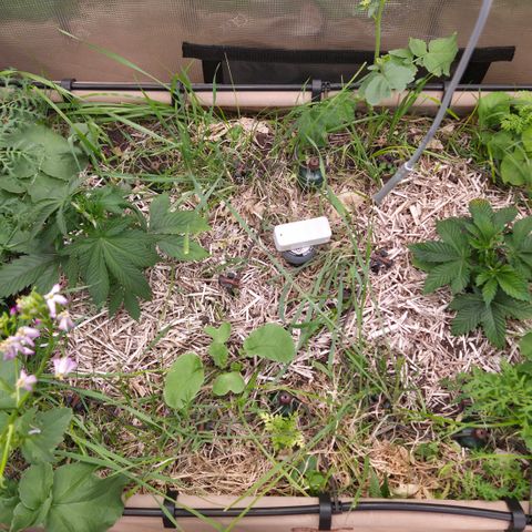 Strawberry Lemonade growlog timeline photo