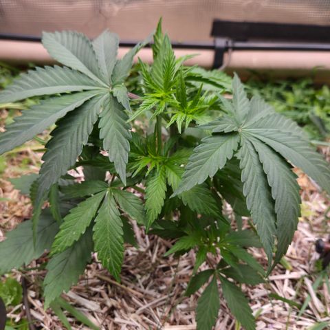 Strawberry Lemonade growlog timeline photo