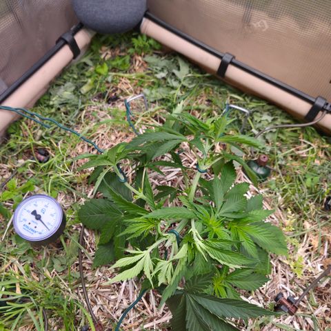 Strawberry Lemonade growlog timeline photo